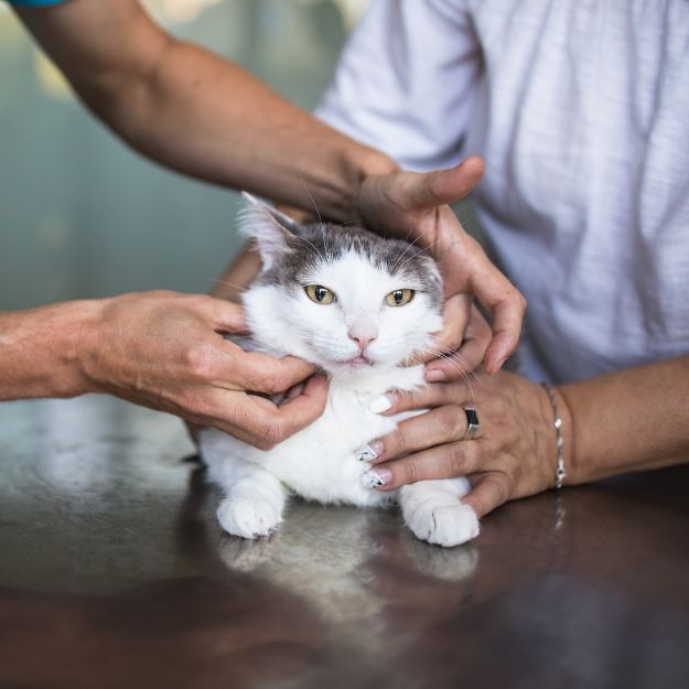 PetDesk favicon
