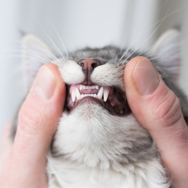 PetDesk favicon