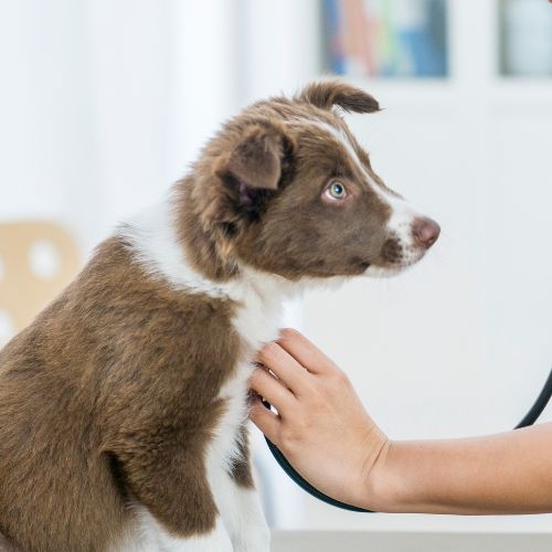 PetDesk favicon