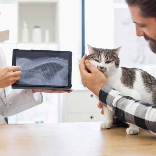 Cat being held by owner with the vet showing digital xrays