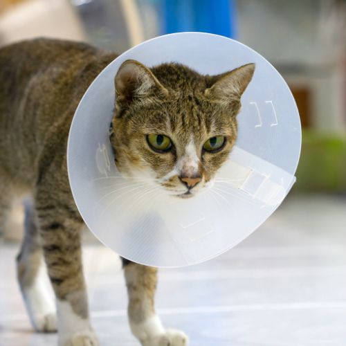 Cat in a surgery cone and bandaged leg