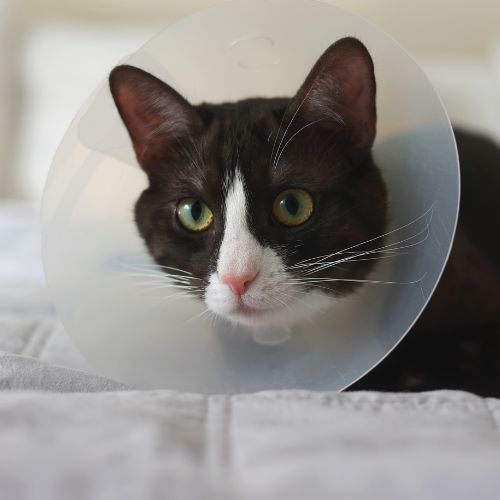 Cat in a surgery cone