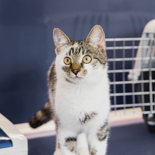 Cat standing on a veterinary exam table