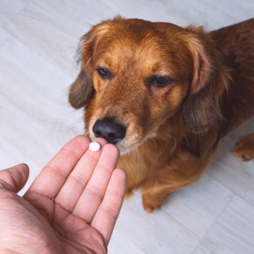 Dog eating a tablet
