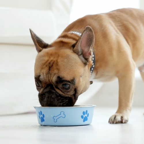 Dog eating out of a blue food bowl