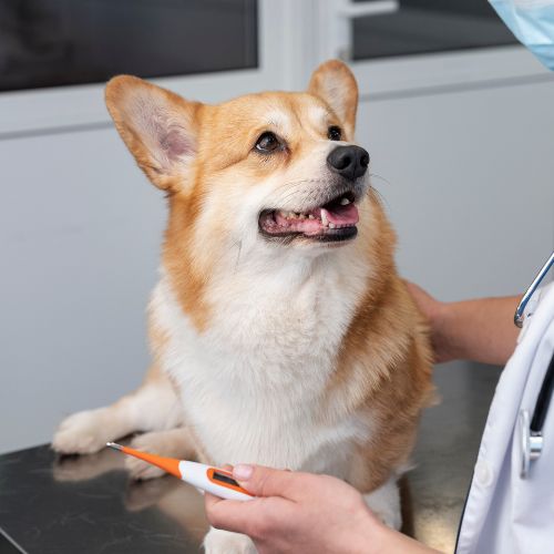 Dog on an exam table at the vet