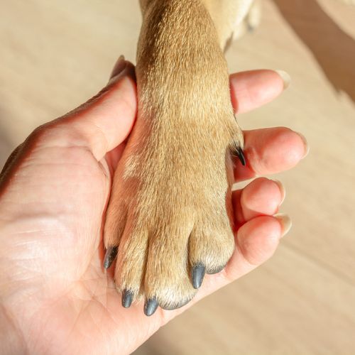 Person holding a dog's paw