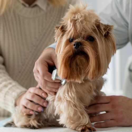 small dog being checked over by a vet